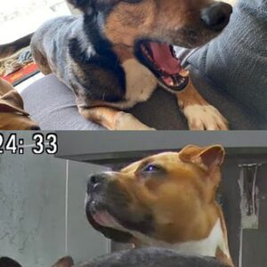 Oréo et Mako
