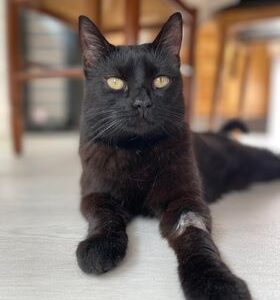 Minouchka