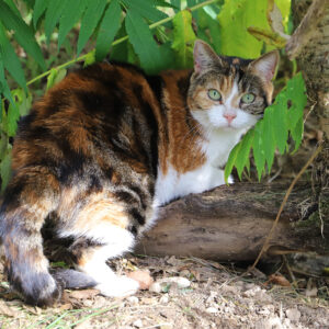 FLORINE