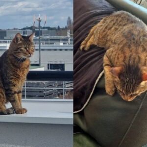 Burger (ex Tigrou)