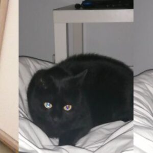 Salem