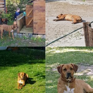 Bambina (ex Aglae)