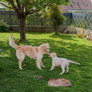 ELIMA et SYLA (ex Sauterne)