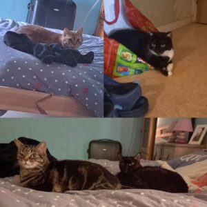 SIMBA (ex Mio), CHIPIE (ex Yahara), TIGRESSE (ex Ficelle) et BAGHEERA (ex Nougate)