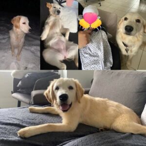 Hénna (ex Chipie)