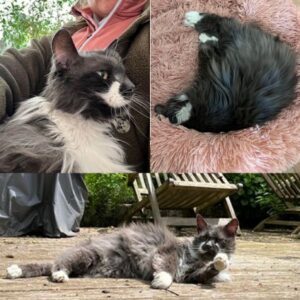 Stella (ex Bella Dona)