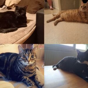 SIMBA (ex Mio), CHIPIE (ex Yahara), TIGRESSE (ex ficelle) et BAGHEERA (ex Nougate)