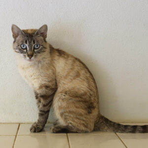 POUPEE CHUKY