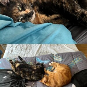 Tequila (ex Red) et Vodka (ex Yellow)