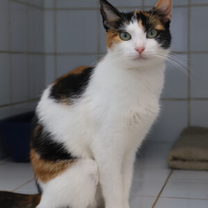 MINETTE