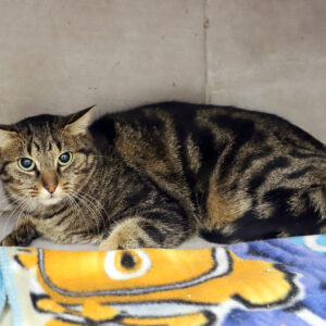 MINET