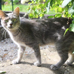 MINOU