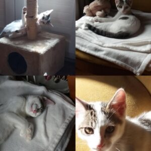 Nougat (ex JO)
