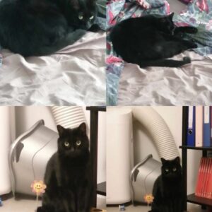 Salem