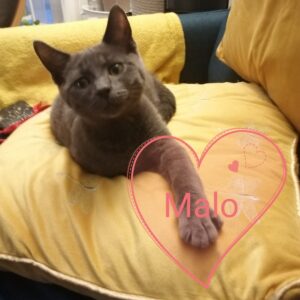 MALO (ex Ulysse)