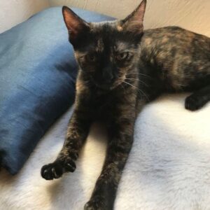 Suki (ex Lyly Rose)