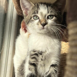 GINA