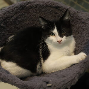 HERCULE