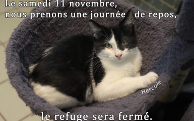 11 novembre