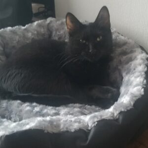 Ryu (ex Minet Minou)