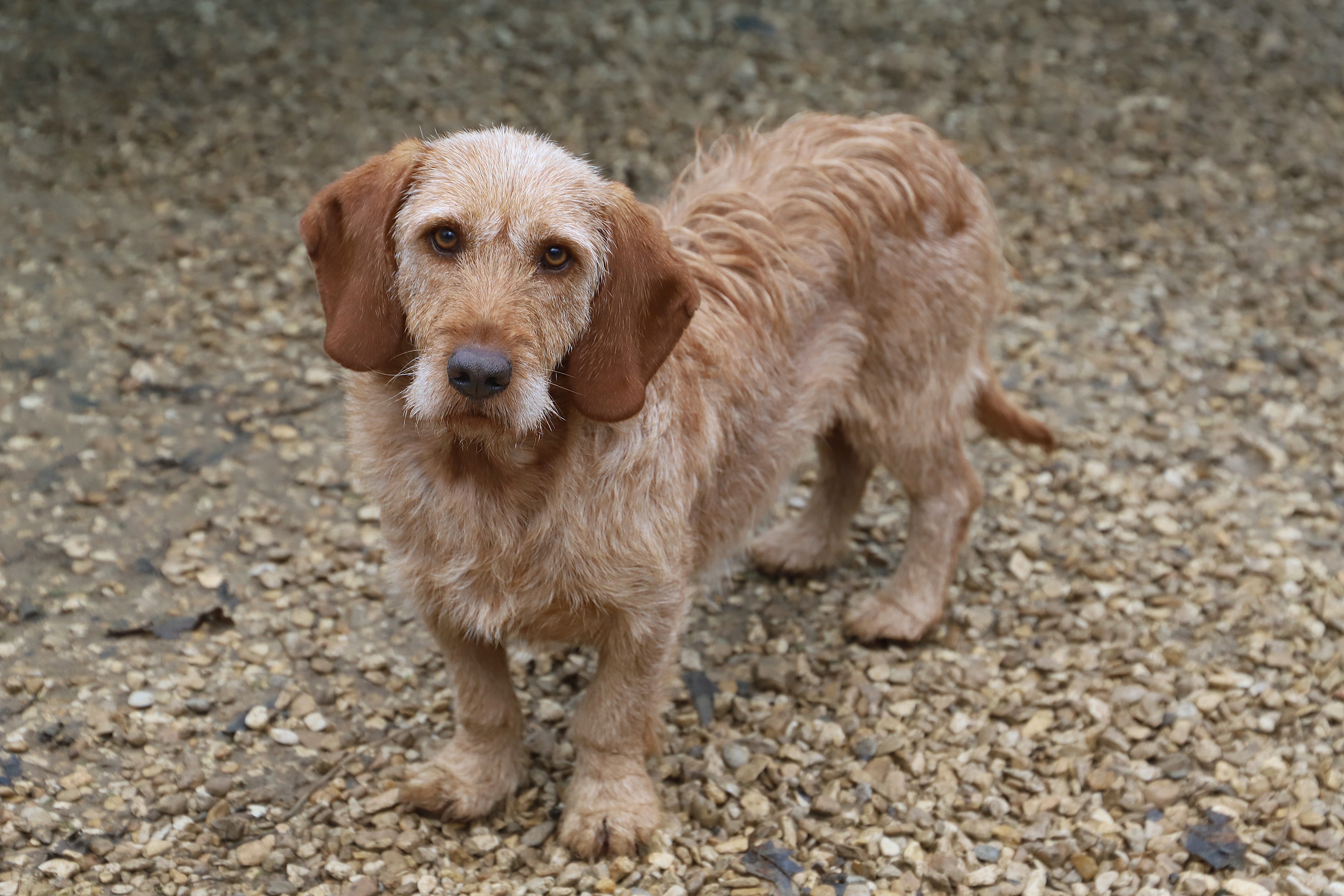 GEORGES - basset fauve de bretagne 5 ans -  Refuge de Jouvence à Messigny (21) IMG_1054