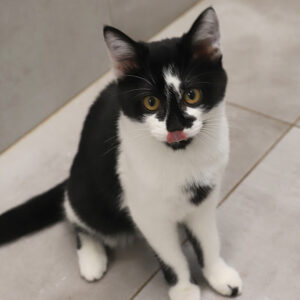 ARCHIE