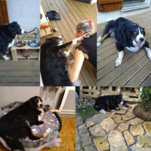 Gulliver