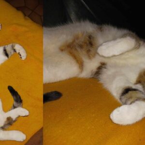 Petit Minou