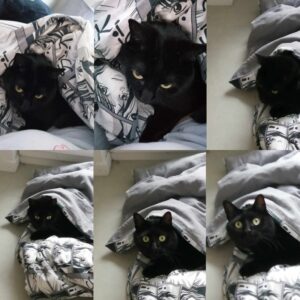 Salem