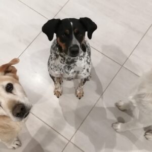 Quick, Bella et Youpie