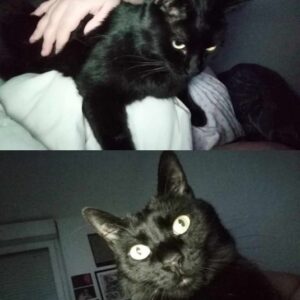 Salem