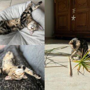 Luna (ex Urphee)