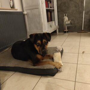 Lubie