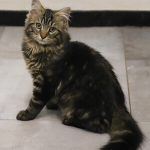 LEO