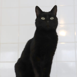 BELLA