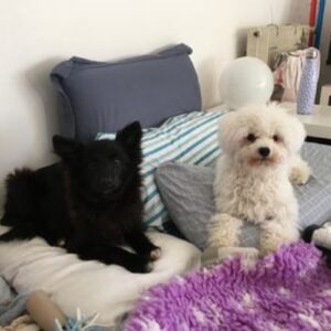 Fluffy (ex Atchoum)