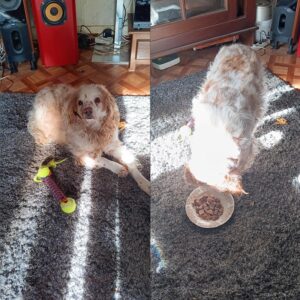 Youri (ex Pickels)