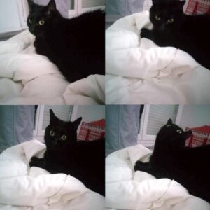 Salem