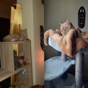 Titi (ex Shaman)