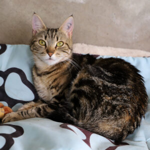 TIGRETTE