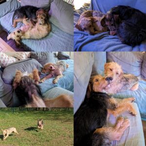 Zoé (ex Cléa) et Titou (ex Jocker)