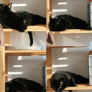 Salem