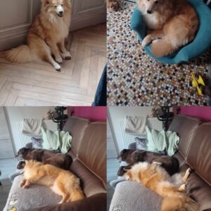 Lupin