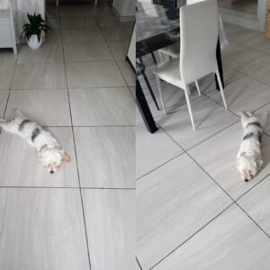 Frimousse