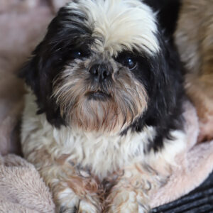 MYRTILLE