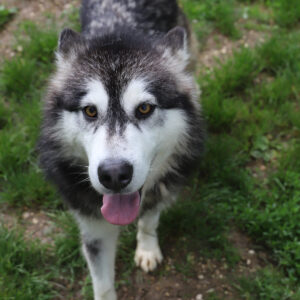 SYLA