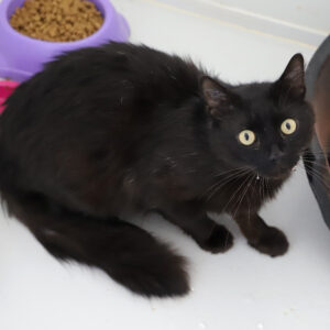 SALEM