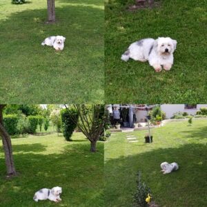 Frimousse