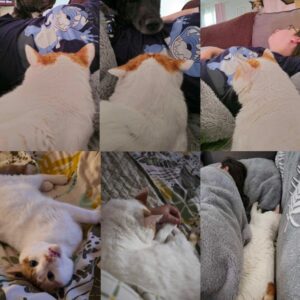 Pastis (ex Mastiff)