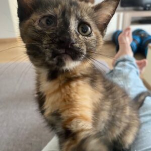 TIKA
